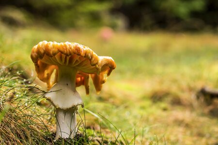 Forest meadow toxic mushroom photo