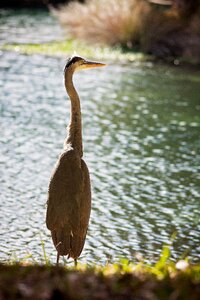 Stork lake water