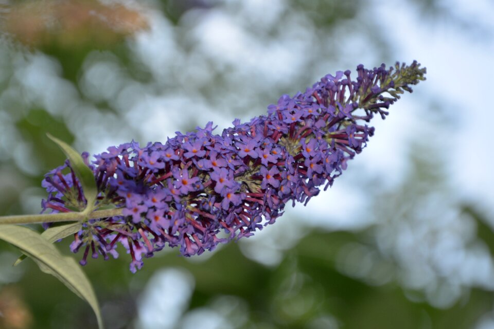 Violet small flowers purple flowers