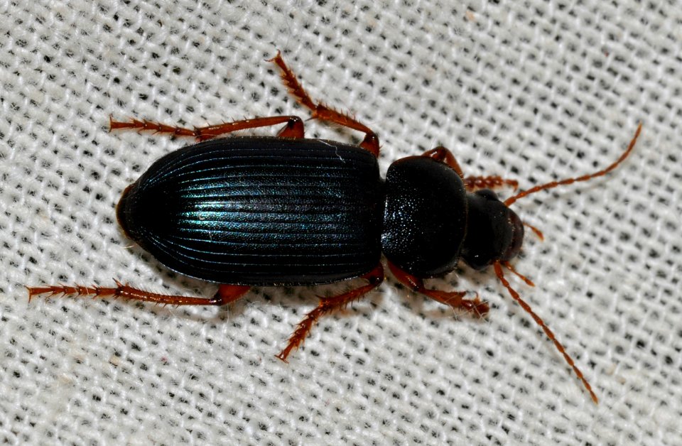 Ophonus-ardosiacus-01-fws