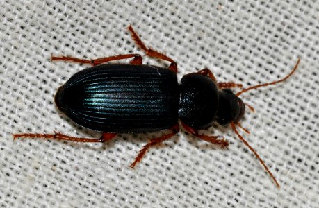 Ophonus-ardosiacus-01-fws