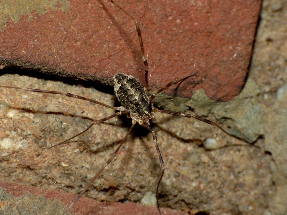 Opilio parietinus F - Limburg20130803 0726