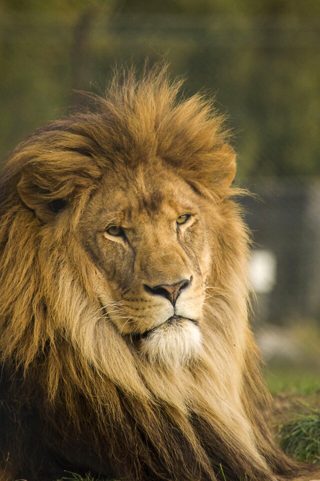 Power leader mane