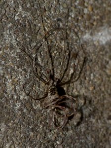 Opilio parietinus Moulting - Rotterdam20130718 0304