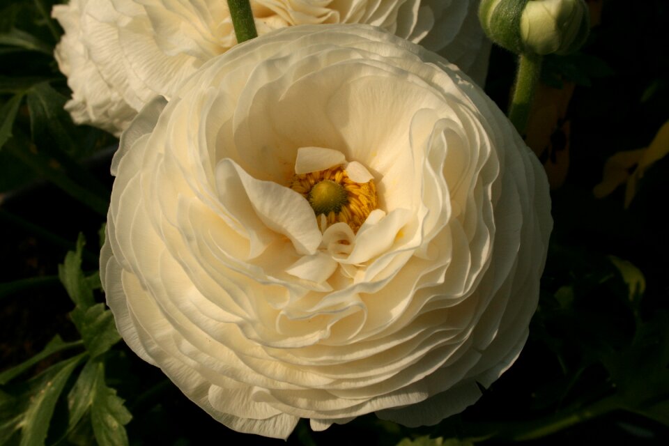 Spring nature white flower