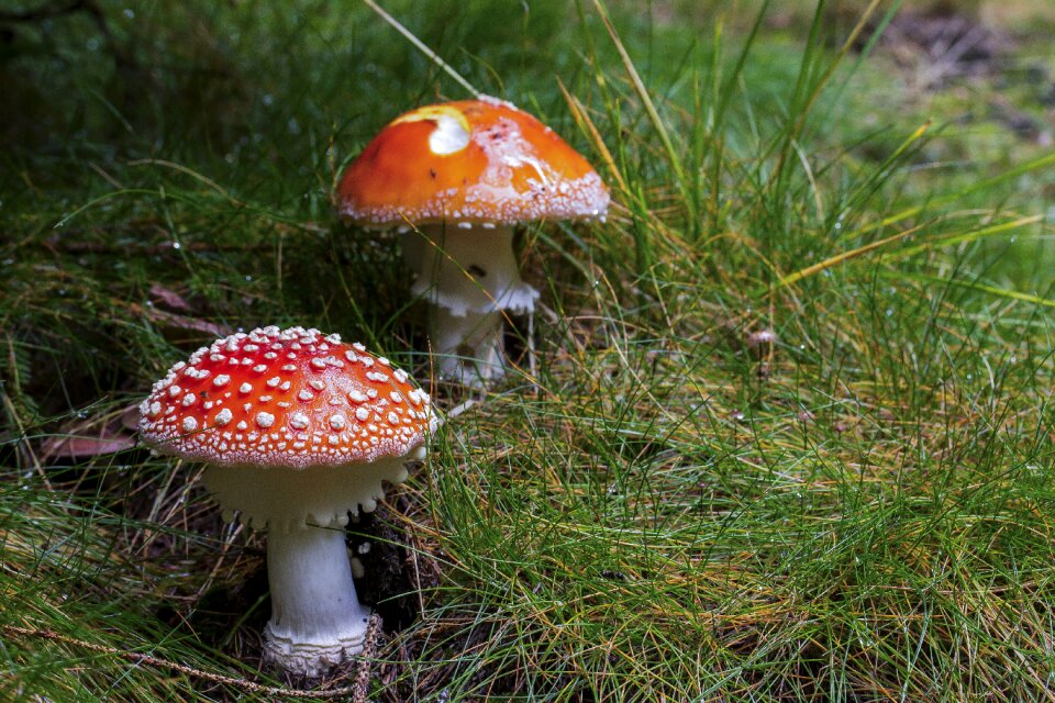 Toxic mushroom nature meadow
