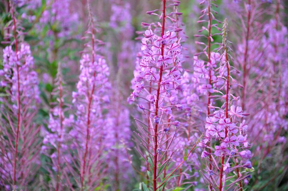Nature flowers color