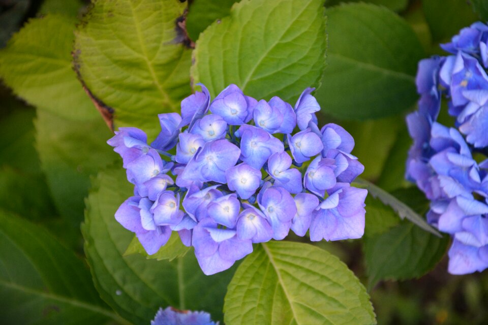 Blue brittany nature