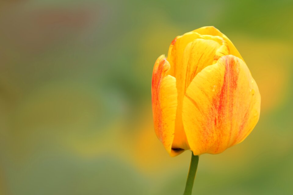 Yellow tulip spring photo