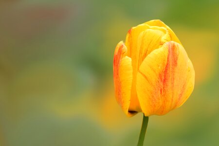 Yellow tulip spring