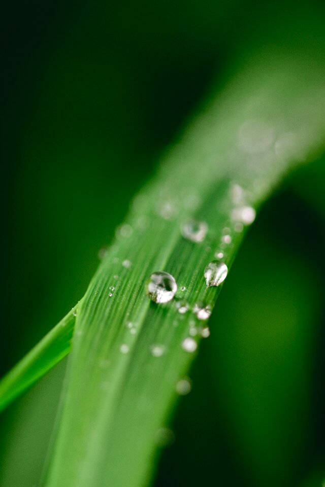 Dew nature grass
