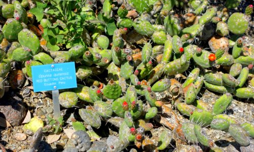 Opuntia quitensis - Mildred E. Mathias Botanical Garden - University of California, Los Angeles - DSC02933