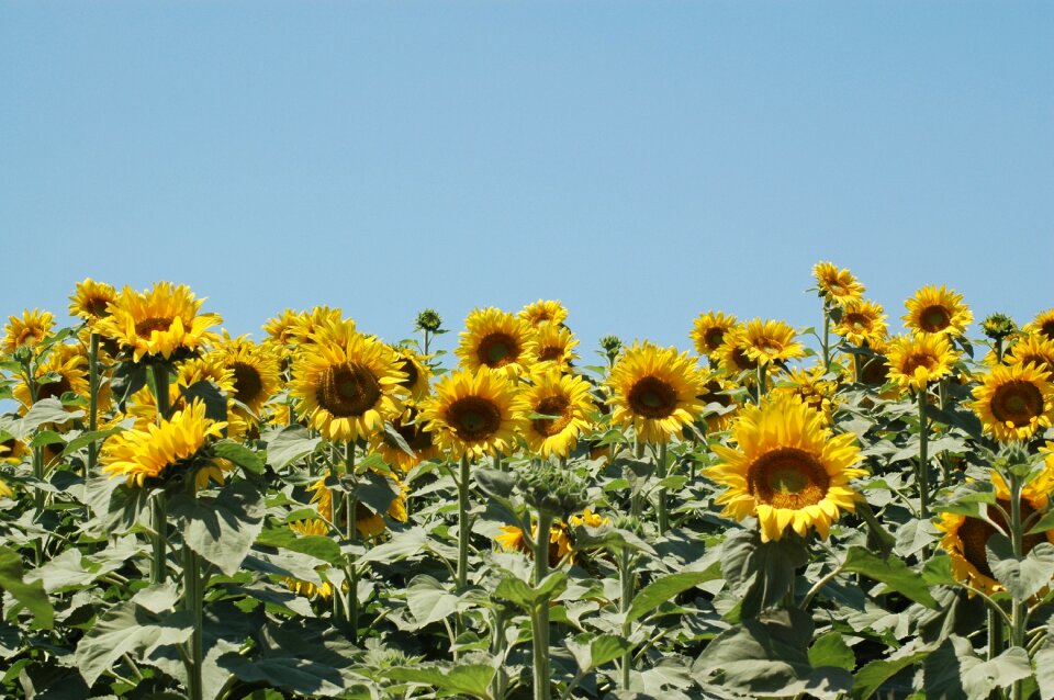 Sunflowers sunflower campaign