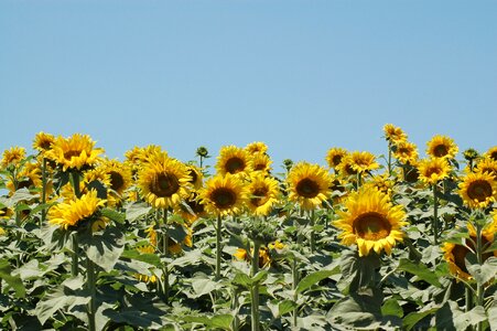 Sunflowers sunflower campaign