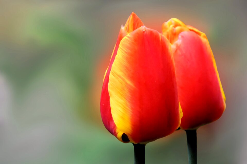 Red yellow tulip spring