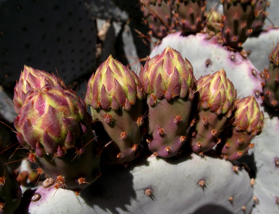 Opuntia santa-rita 3