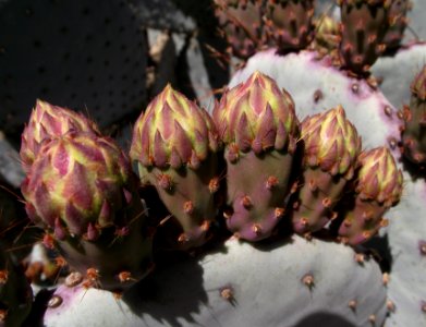 Opuntia santa-rita 3