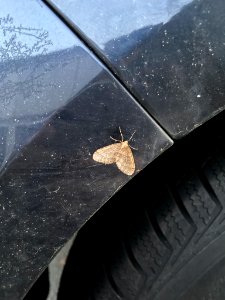 Operophtera brumata 106288705