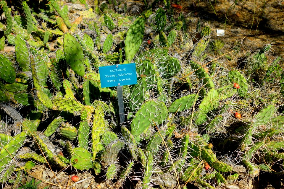 Opuntia sulphurea - Mildred E. Mathias Botanical Garden - University of California, Los Angeles - DSC02905