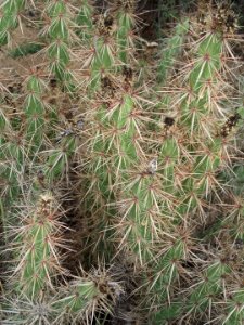 Opuntia stanlyi