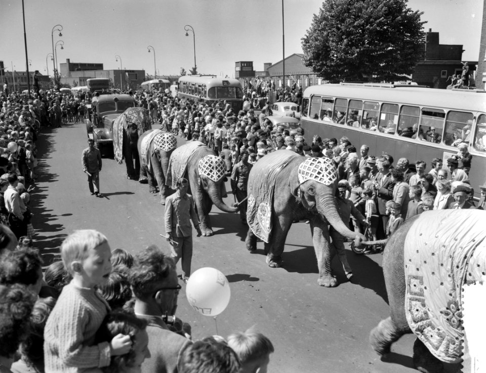 Optocht van circus Krone door Amsterdam, de olifanten, Bestanddeelnr 910-4568