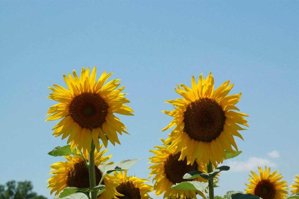 Sunflowers sunflower campaign