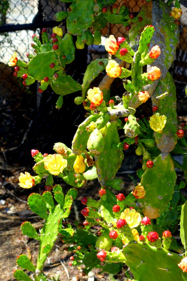 Opuntia monacantha - Mildred E. Mathias Botanical Garden - University of California, Los Angeles - DSC02953