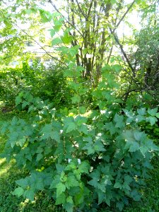 Opulaster opulifolius - Botanical Garden in Kaisaniemi, Helsinki - DSC03607