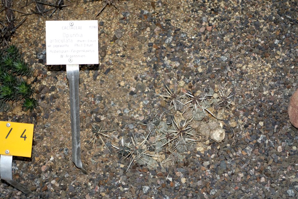 Opuntia articulata - Botanischer Garten - Heidelberg, Germany - DSC01360