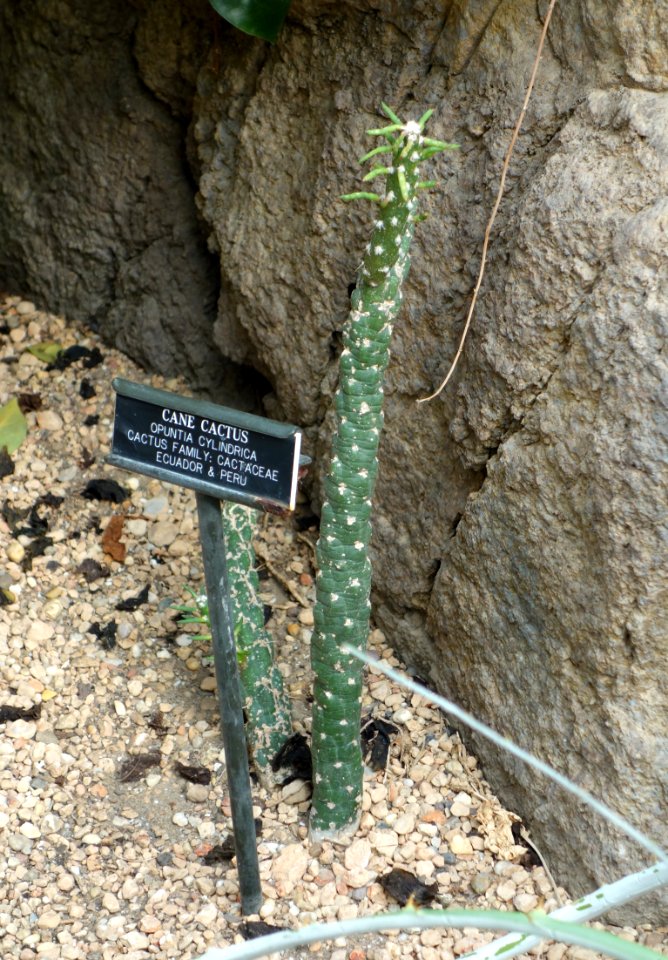 Opuntia cylindrica - Brooklyn Botanic Garden - Brooklyn, NY - DSC08050