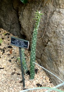 Opuntia cylindrica - Brooklyn Botanic Garden - Brooklyn, NY - DSC08050