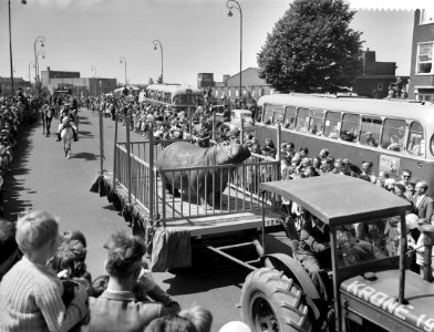 Optocht van circus Krone door Amsterdam, nijlpaard, Bestanddeelnr 910-4566