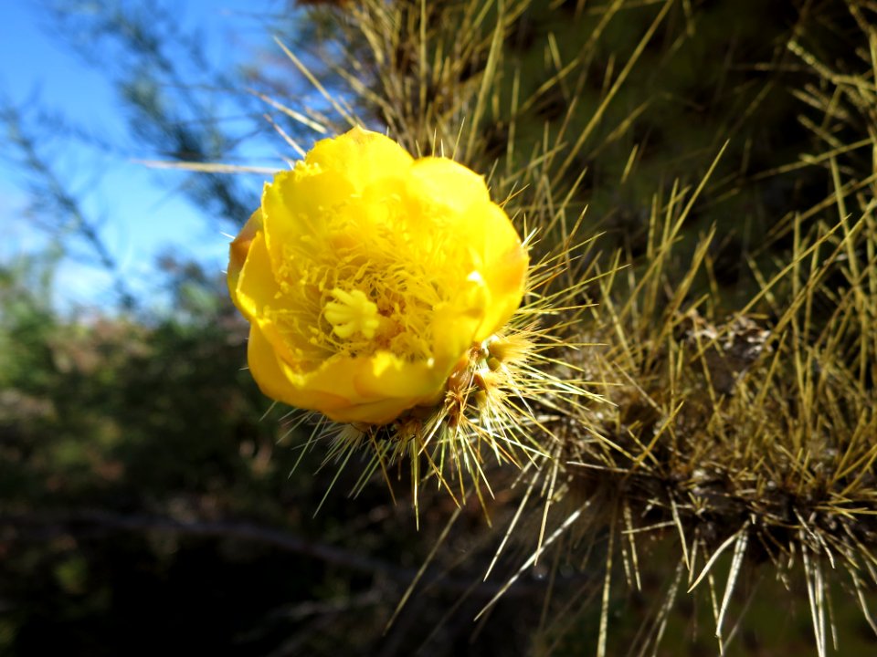 Opuntia echios gigantea (flower)