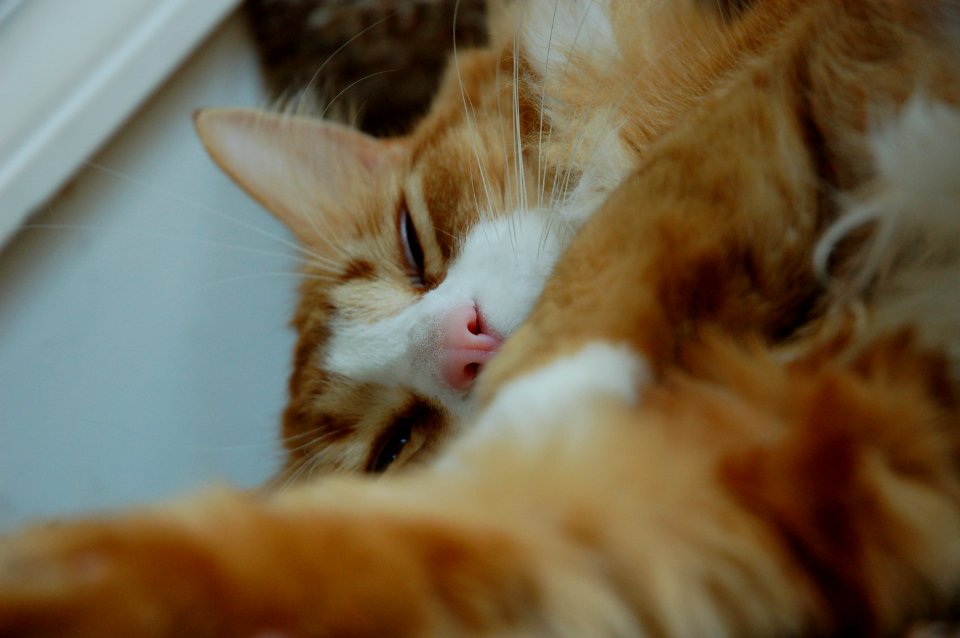 Orange tabby cat closeup (2)
