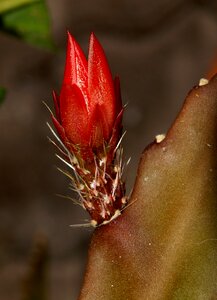 Cactus flower close up