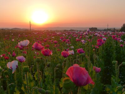 Summer nature abendstimmung