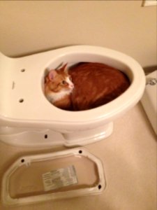 Orange tabby cat in a toilet bowl photo