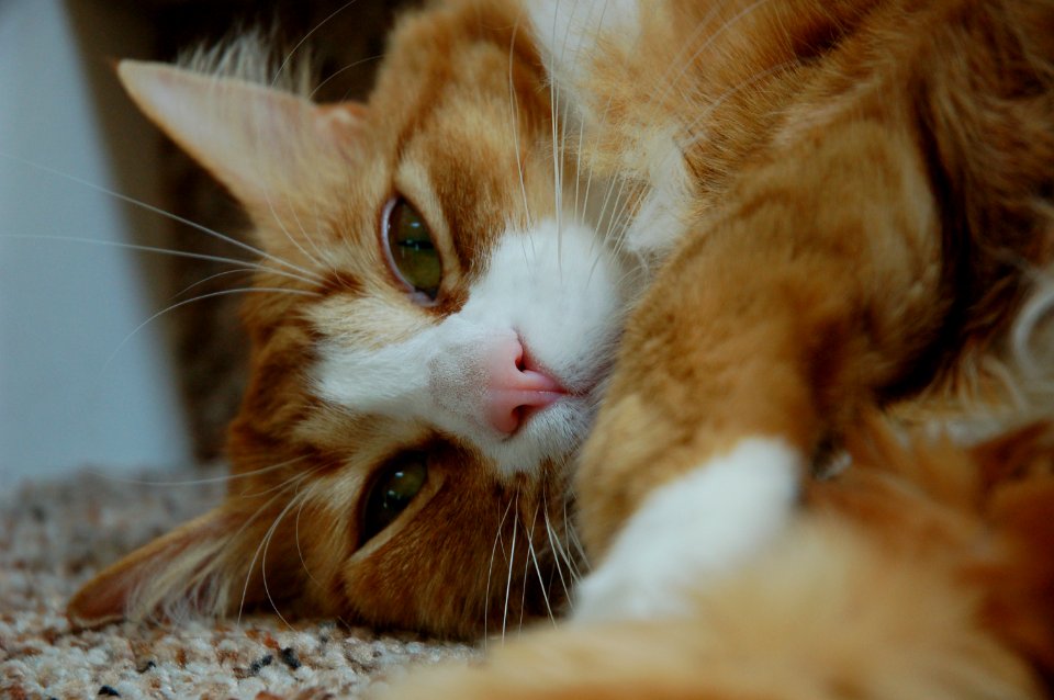 Orange tabby cat closeup (3)