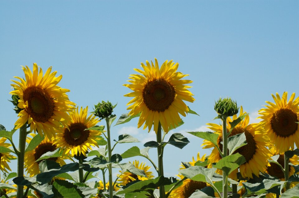 Sunflowers sunflower campaign