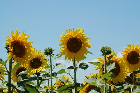 Sunflowers sunflower campaign photo