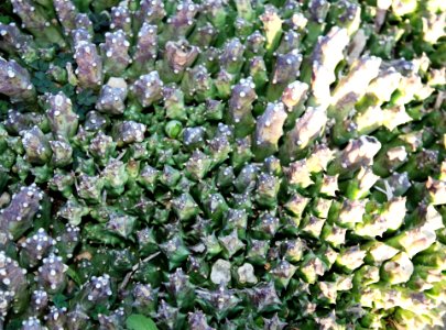 Orbea namaquensis - edible succulent of Namaqualand - South Africa