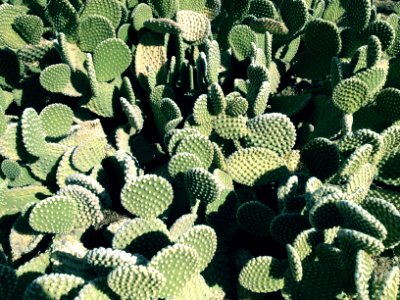 Opuntia microdasys - Polka-dot Cactus Las Cruces NM