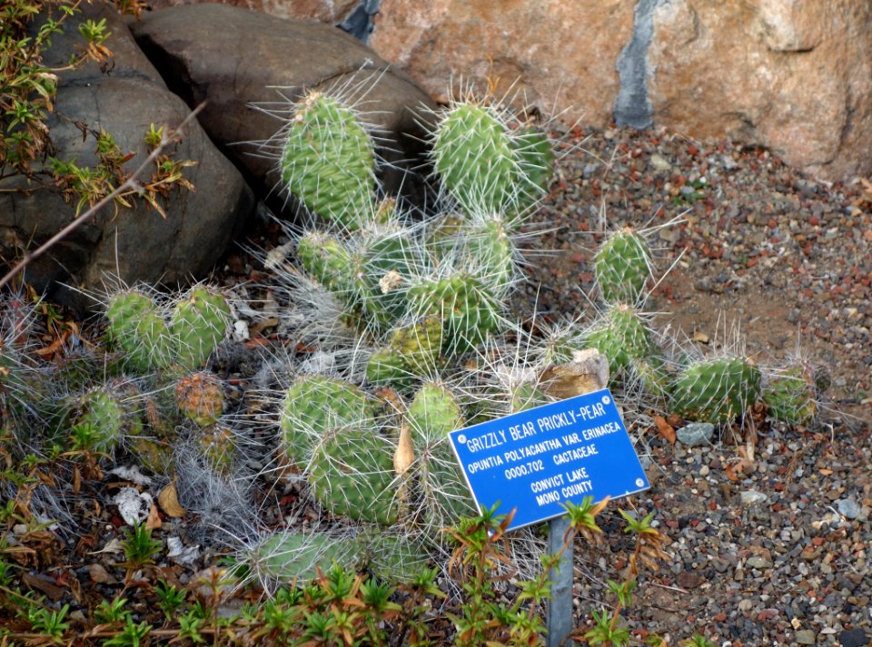 Opuntia erinacea (Opuntia polyacantha var. erinacea) - Regional Parks Botanic Garden, Berkeley, CA - DSC04474