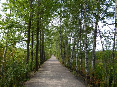 The path wood birch