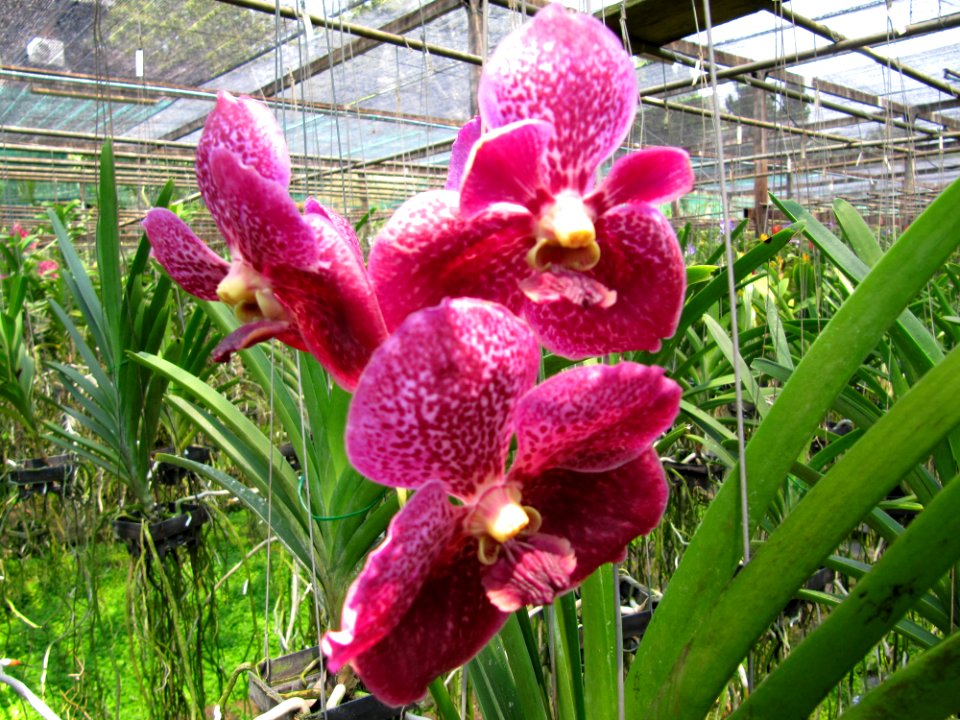 Orchidées de Thailande 6
