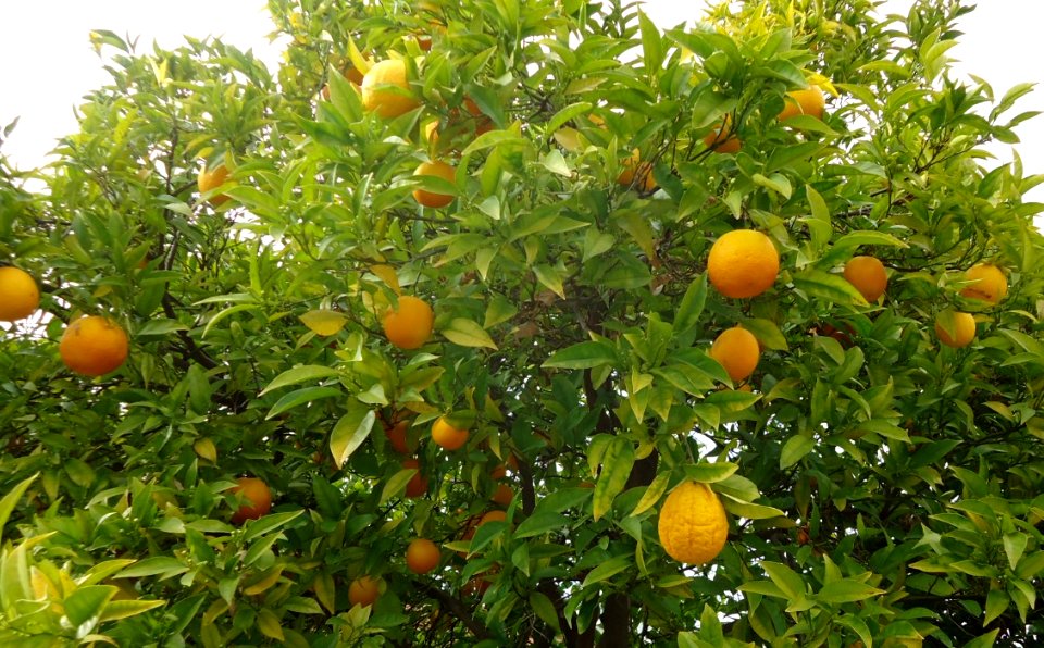 Orange tree in Santa Clara California