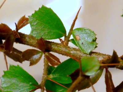 Orange Thorn close up photo