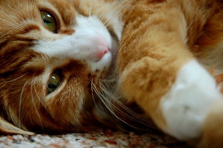 Orange tabby cat closeup