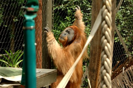 Orangutan-Melbourne-Zoo-20070224-054