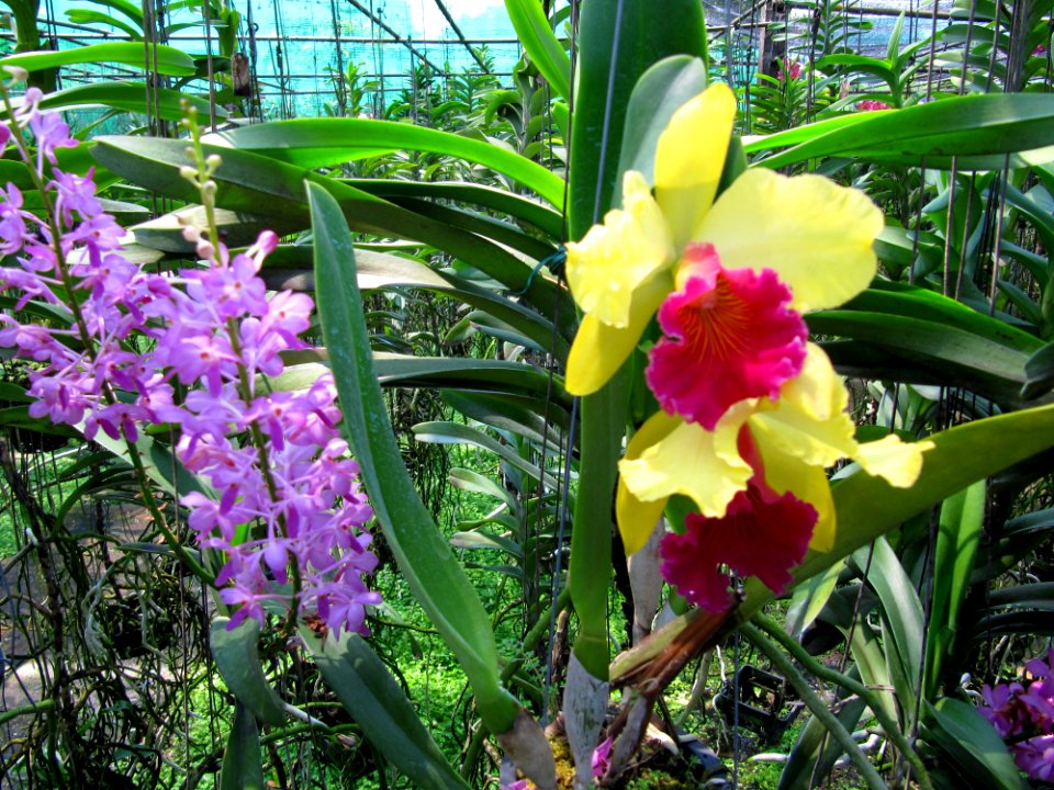 Orchidées de Thailande 7